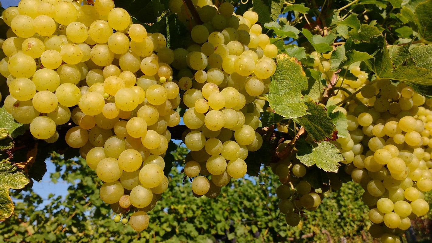 Irsai Olivér szőlőpálinka 2021